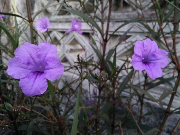 OPPO N1 mini ที่สุดแห่งเซลฟี่กับกล้องหมุนได้ สมาร์ทโฟนที่ใคร ๆ ก็สัมผัสได้ในราคาเพียง 11,990 บาท