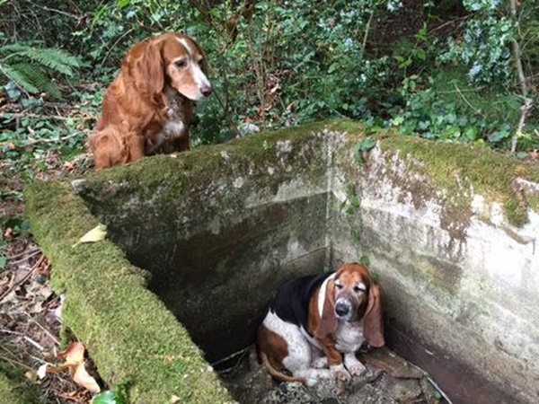 ภาพจาก เฟซบุ๊ก Vashon Island Pet Protectors