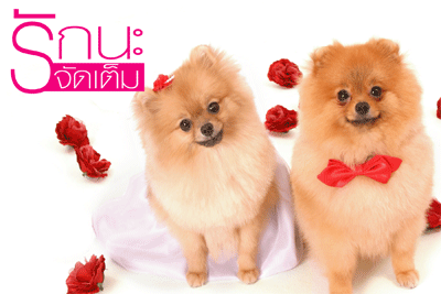 อัลบั้ม รักนะ... จัดเต็ม อัลบั้ม รักนะ... จัดเต็ม