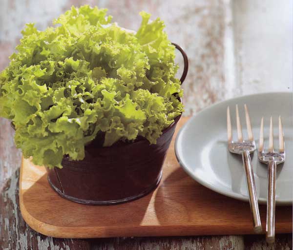 ผักกาดหอม