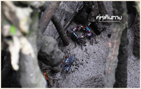 ปราณบุรี ปราณบุรี