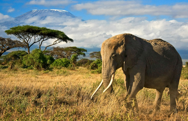Africa Africa