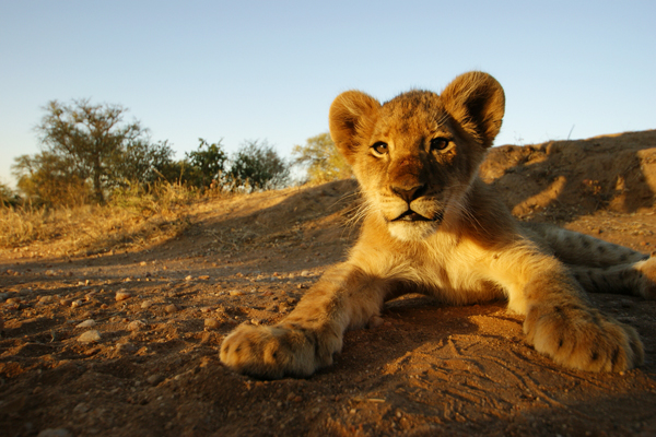 Africa Africa