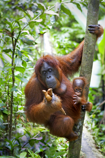 Borneo Borneo