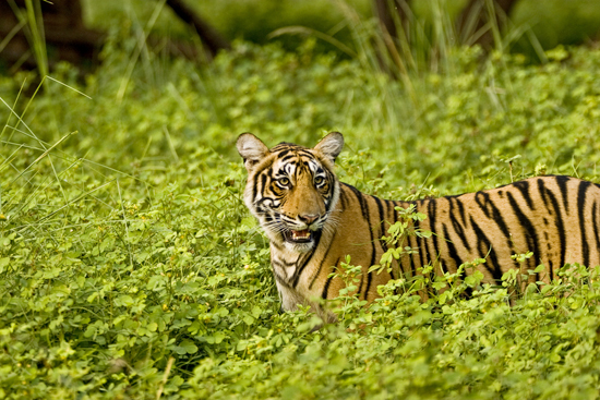 Ranthambore Ranthambore