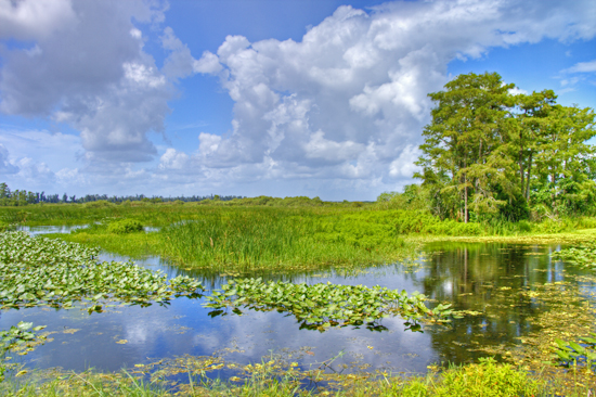 Everglades Everglades
