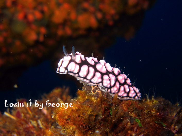 โลซิน โลซิน