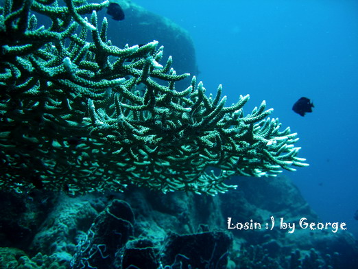 โลซิน โลซิน