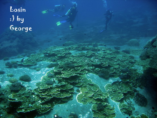 โลซิน โลซิน