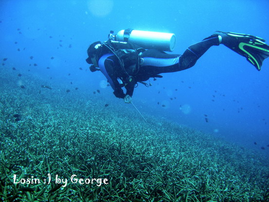 โลซิน โลซิน