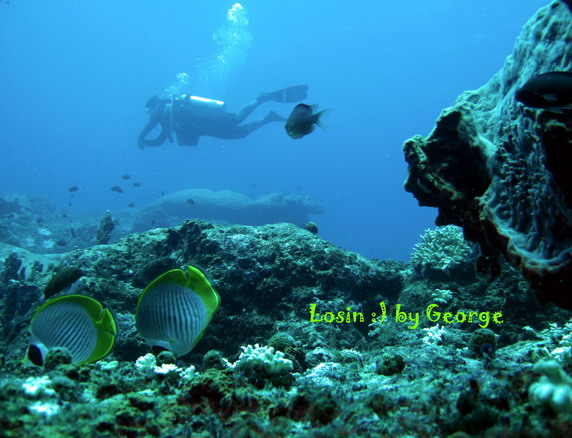 โลซิน โลซิน