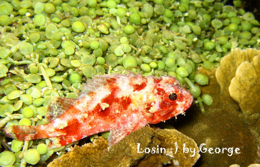 โลซิน โลซิน