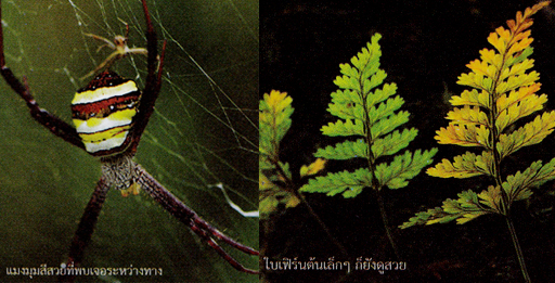ปิตุ๊โกรลอซู ปิตุ๊โกรลอซู