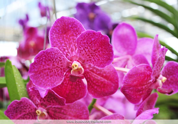 แอร์ออร์คิดส์ แอร์ออร์คิดส์