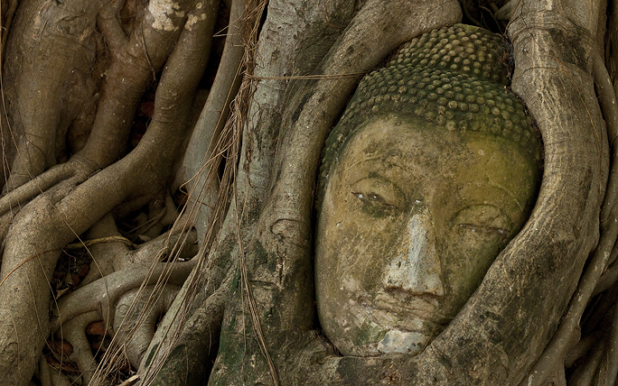 เศียรพระในต้นไม้ เศียรพระในต้นไม้
