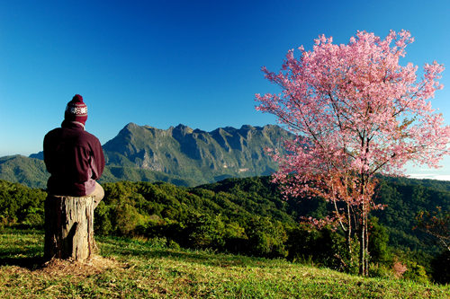 ดอกนางพญาเสือโคร่ง ดอกนางพญาเสือโคร่ง