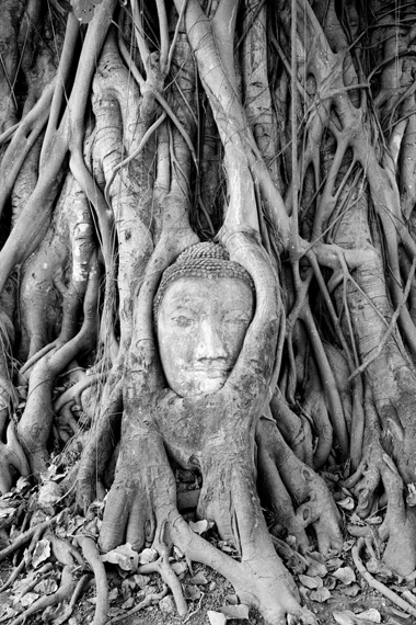 เศียรพระในต้นไม้ เศียรพระในต้นไม้