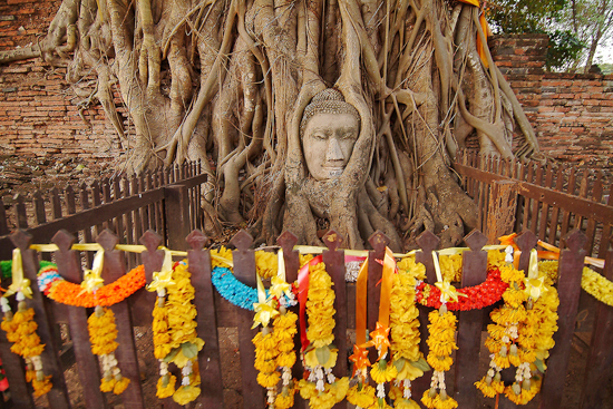 เศียรพระในต้นไม้ เศียรพระในต้นไม้