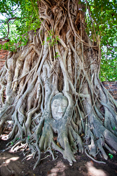 เศียรพระในต้นไม้ เศียรพระในต้นไม้
