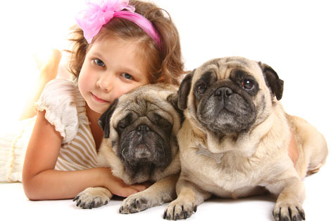 สุนัข - สัตว์เลี้ยง