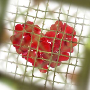 ความรัก ความรัก