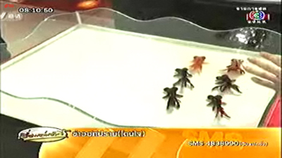 ปลาทองสวนสนาม ปลาทองสวนสนาม