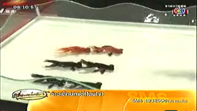 ปลาทองสวนสนาม ปลาทองสวนสนาม