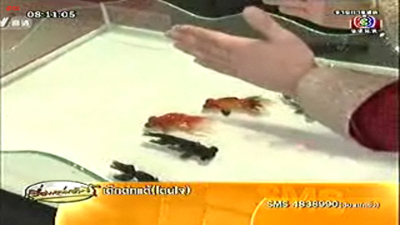 ปลาทองสวนสนาม ปลาทองสวนสนาม