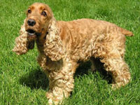 ค็อกเกอร์