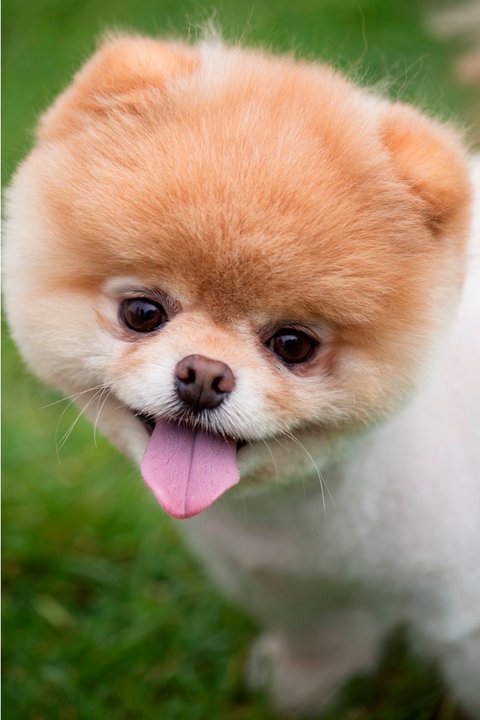 boo dog