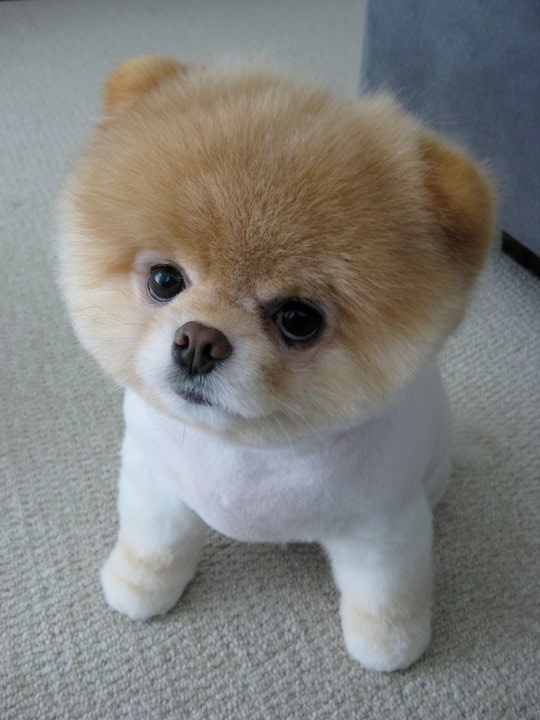 boo dog
