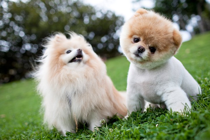 boo dog