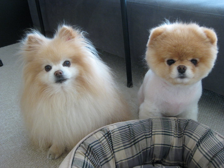 boo dog