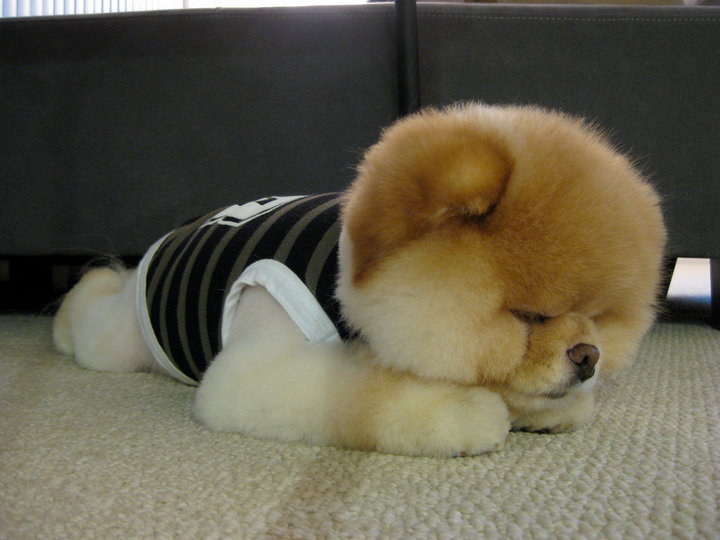 boo dog