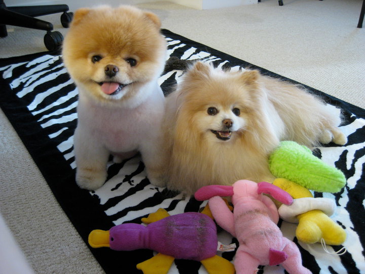 boo dog