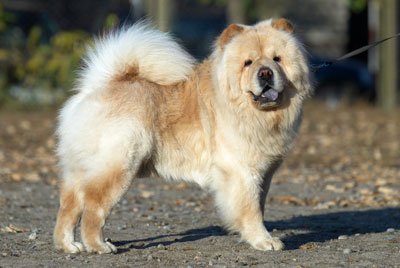 สุนัขพันธุ์เชาเชา chow chow