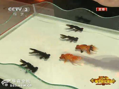 ปลาทองสวนสนาม ปลาทองสวนสนาม