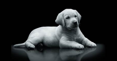 ลูกสุนัข