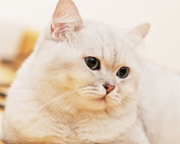 รูปแมวน่ารัก