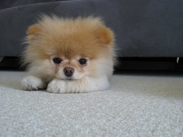 เจ้าบู
