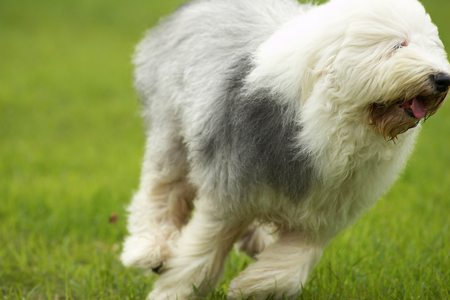 โอลด์ อิงลิช ชีพด็อก Old English Sheepdog