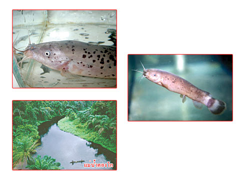 ปลาดุกไฟฟ้ายักษ์