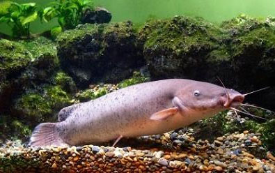 ปลาดุกไฟฟ้ายักษ์