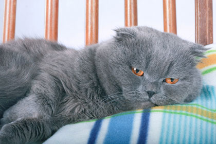 แมวพันธุ์ Scottish Fold