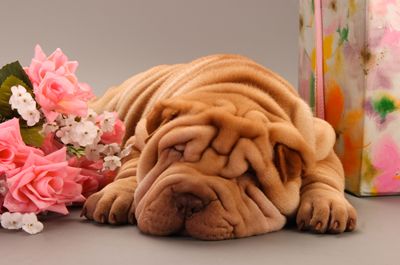 ชาร์ไป่ shar pei