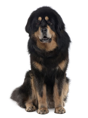 ทิเบตัน มาสทิฟฟ์ (Tibetan Mastiff)
