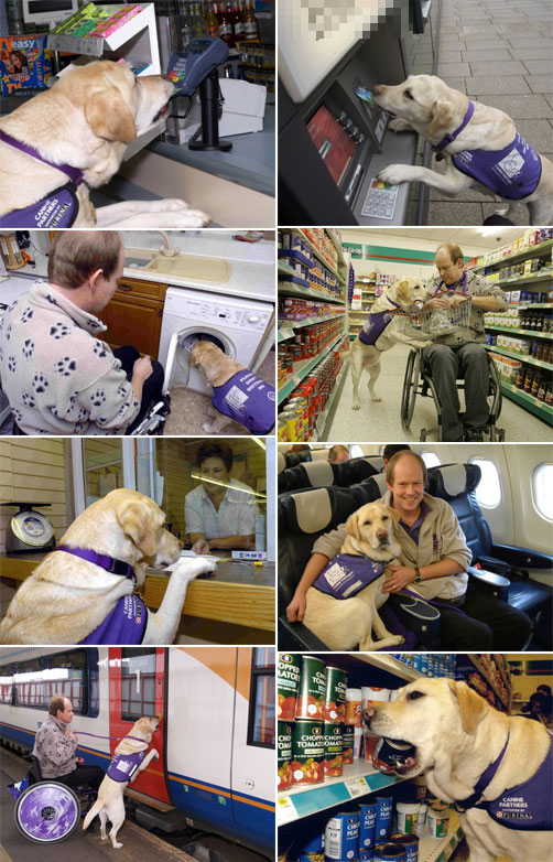 เอ็นดัล endal the dog