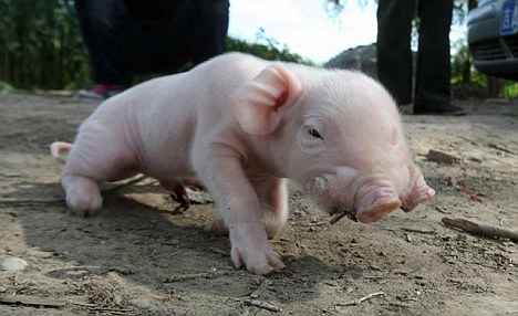 หมูประหลาด หมูประหลาด