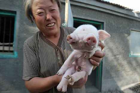 หมูประหลาด หมูประหลาด