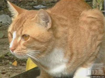 cat1